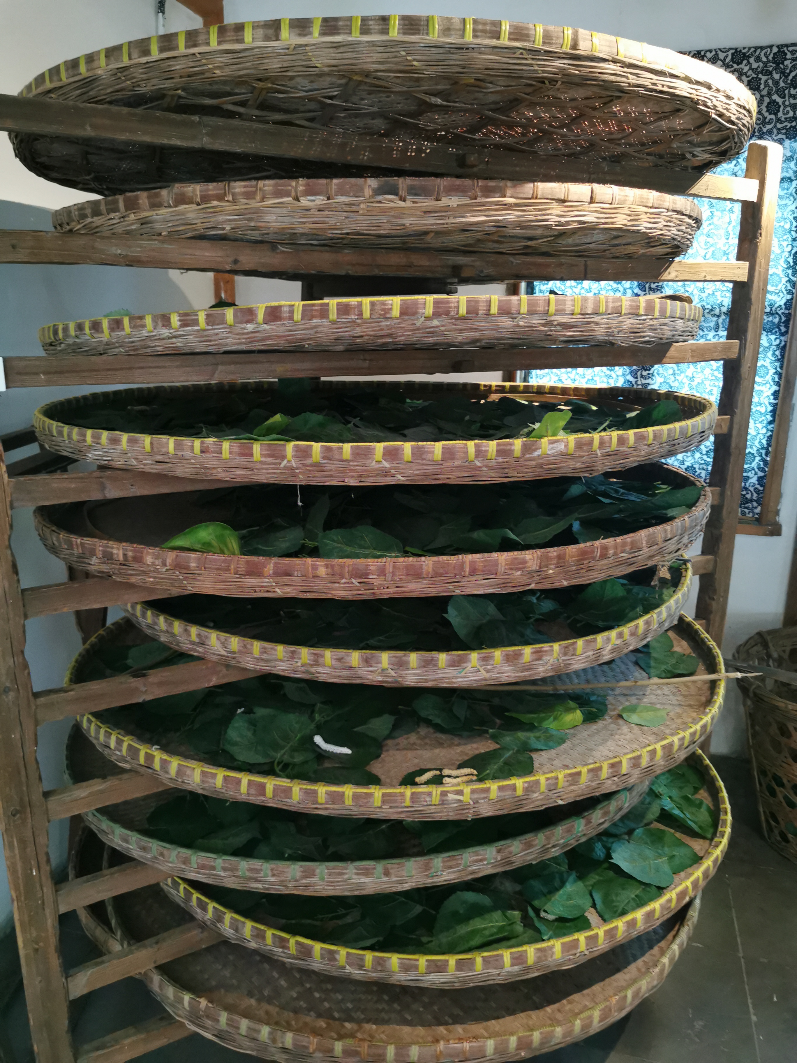 Silkworms